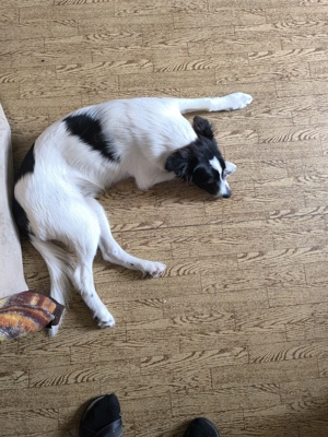 hübscher Border Collie sucht neues zu Hause