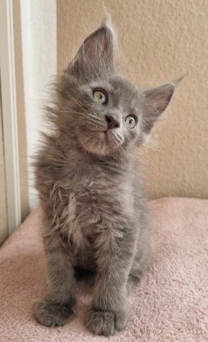 Edles XXL Maine Coon Katerchen