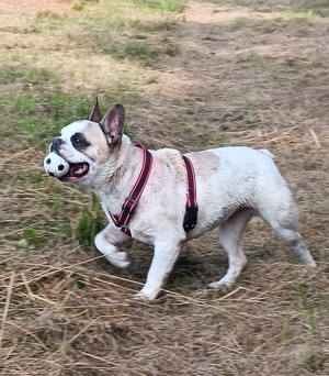 Pepe ein freundlicher französische Bulldoggen Bub 