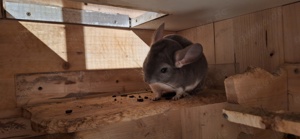 Chinchillas 3-er Gruppe