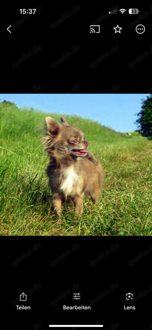 Besonders süßer, typvoller Mini XXS LH Chihuahua