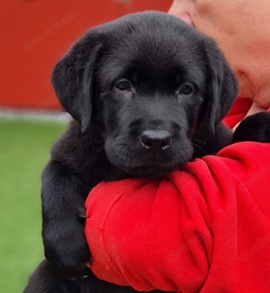 Nur noch 1 wunderschöner Schwarzer Labradorjunge Showlinie sucht noch ein Zuhause!! Abgabe ab 11.10.