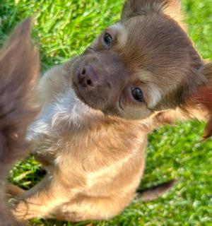 Reinrassiger Chihuahua Welpe 