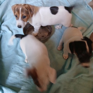 Jack Russell Welpen abzugeben