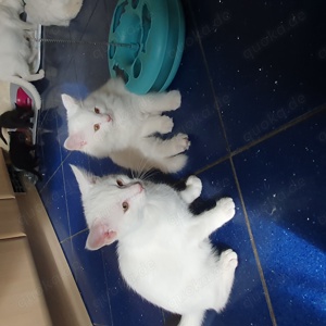 2 kleine BKH - Maine Coon Mix Babys weiss abgabebereit 