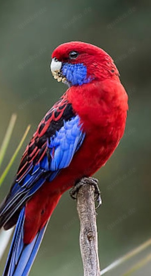 junge Pennantsittiche schöne bunte große Sittiche Vögel