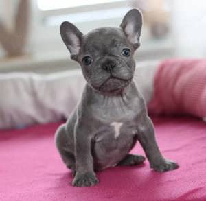 Französische Bulldogge Welpen