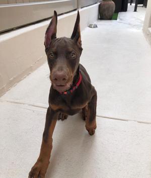 Dobermann Welpen suchen ein liebevolles neues zu Hause.