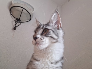 maine coon  