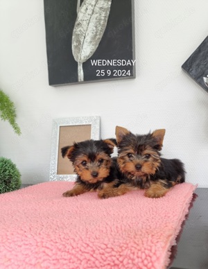 Yorkshire Terrier welpen 