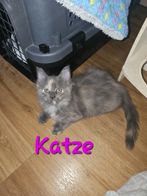 Maine Coon Kitten dürfen ab sofort umziehen