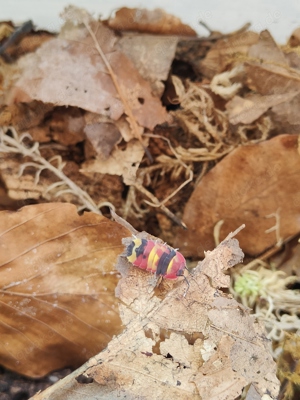 Asseln Armadillidium Cubaris Merulanella Porcellio Trichorhina