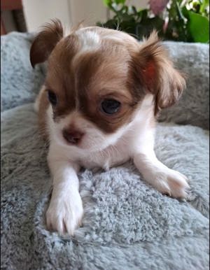 Reinrassiger Chihuahua Welpe 