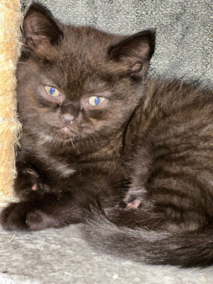 2 kitten mix Ekh und Bkh blue point