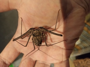 Euphrynichius bacillifer Geißelspinnen aus NZ