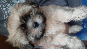  Shih tzu Welpe  Rüde sucht sein zu Hause