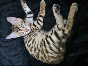 Bengal Kitten 