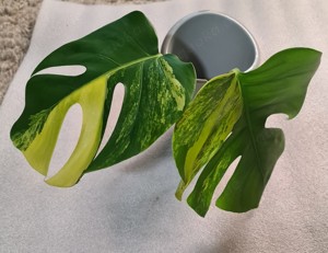 Biete diese schöne Monstera Aurea Varigata mit 2 Blätter