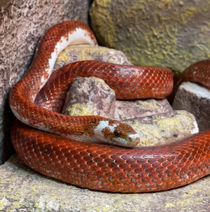 1,0 Bloodred Pied Sided Kornnatter NZ 19