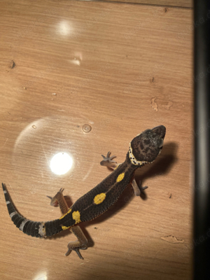 blacknight leopardgecko 