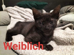 bagheera sucht ein neues zuhause 