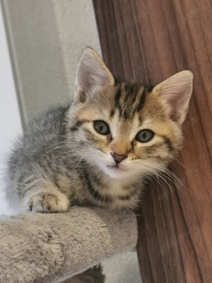 Wunderschöne Katzenbabys Kätzchen Babykatzen 