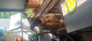 American Staffordshire Terrier Dogo Canario Mix