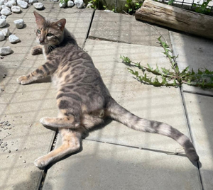 Bengal Deckkater blau, snow lynx und charcoal Träger, mit Stammbaum Bild 8