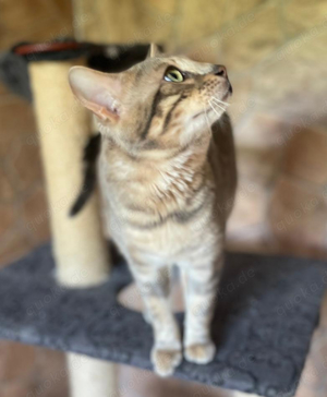 Bengal Deckkater blau, snow lynx und charcoal Träger, mit Stammbaum Bild 7