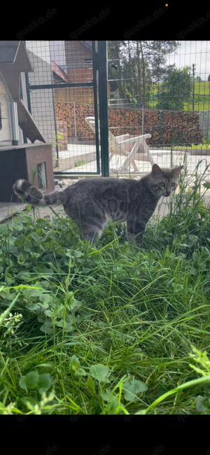 Bengal Deckkater blau, snow lynx und charcoal Träger, mit Stammbaum