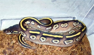 Königspython (python regius)