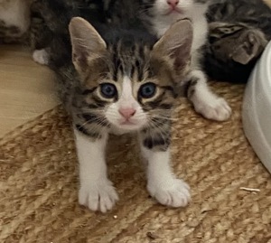 2 Wunderschöne Devon Rex   Bengalkatze Mix Mädchen 