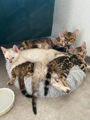 Reinrassige Bengal Kitten in Snow lynx und brown mit Stammbaum