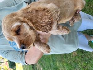 Cocker Spaniel 