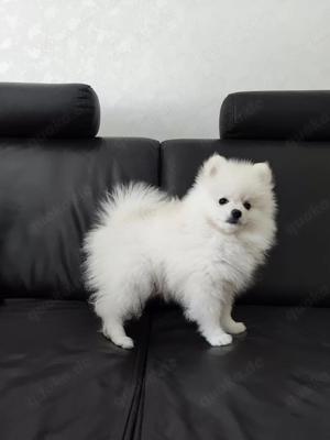 Pomeranian Zwergspitz Babys dürfen ausziehen