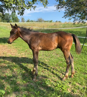 Quarter Horse Hengst Absetzer