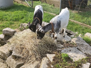 Zwerg Ziegen Bock 