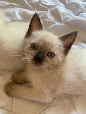   Wundervolle ragdollbabys  