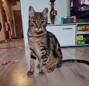 Gipsy Liebenswerter Kater sucht dringend ein Zuhause