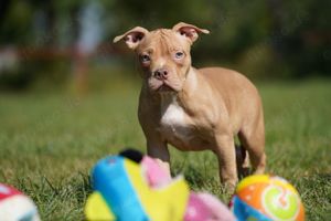 Reinrassige Pocket American Bully Welpen mit ABKC Papiere auf Familiensuche