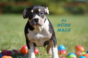 Wunderschöne Reinrassige American Bully Pocket Welpen