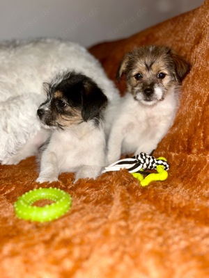 Shih Tzu Welpen 