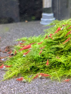 Red Fire Garnelen (Neocaridina davidi)