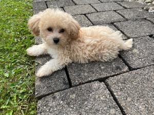 Maltipoo Welpe Poochon