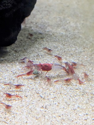 Red Rili Garnelen (Neocaridina davidi)