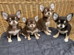 Chihuahua Welpen