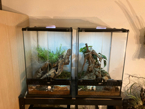 Zwei Vogelspinnen mit Exo Terra Terrarien