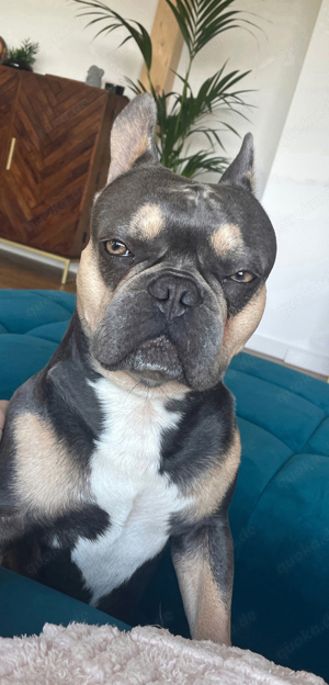 Französische Bulldogge Deckrüde 