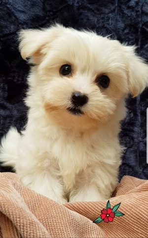 Malteser  Yorkshire Terrier 