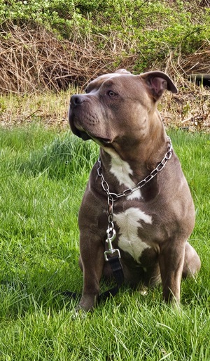 American bully Deckrüde